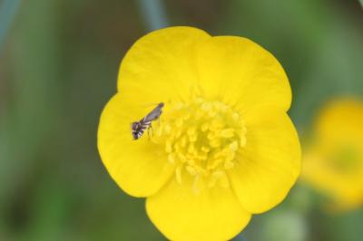 <i>Glyphipterix simpliciella</i>
