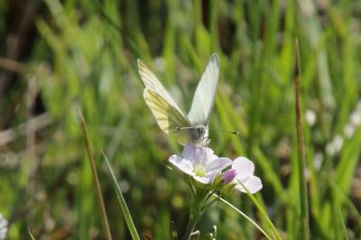 Pieris napi