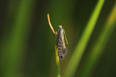 Glyphipterix thrasonella