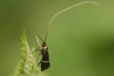 <i>Adela australis</i>