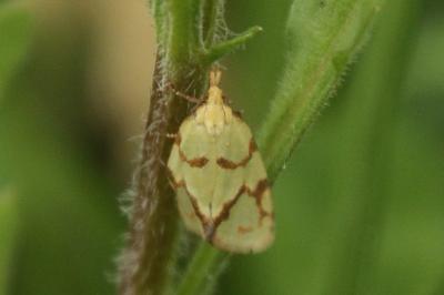Agapeta hamana