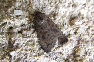 Caradrina morpheus