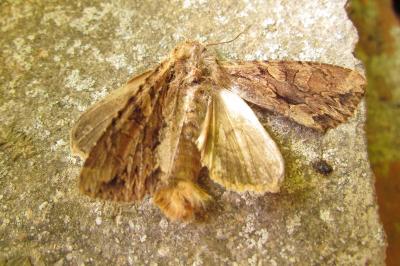 Lacanobia thalassina
