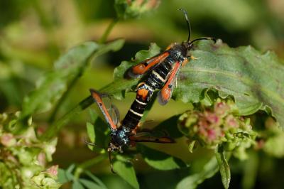 Pyropteron chrysidiforme