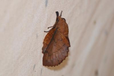 Feuille-Morte du Chêne  (<i>Gastropacha quercifolia</i>)