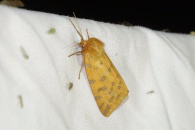 Diacrisia purpurata