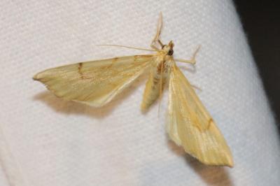 Gandaritis pyraliata