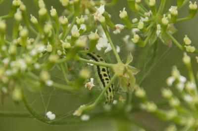 <i>Depressaria chaerophylli</i>