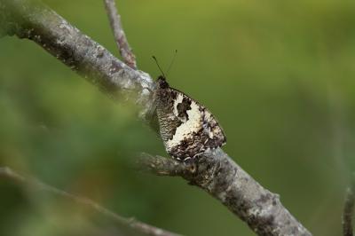 Brintesia circe