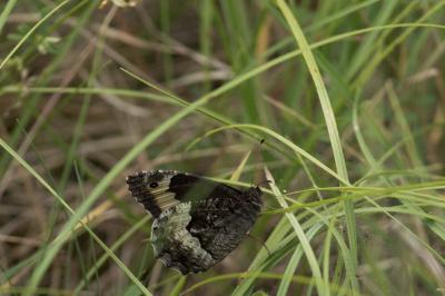 Sylvandre  (<i>Hipparchia fagi</i>)