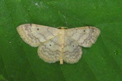 Truie  (<i>Idaea biselata</i>)