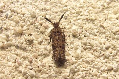 <i>Ochsenheimeria taurella</i>