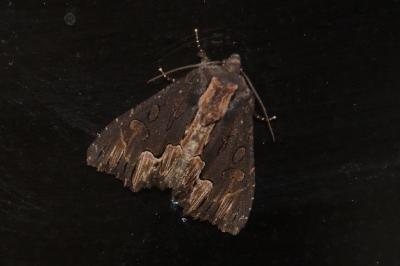 Noctuelle hérissée  (<i>Dypterygia scabriuscula</i>)