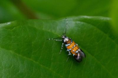 <i>Stagmatophora heydeniella</i>