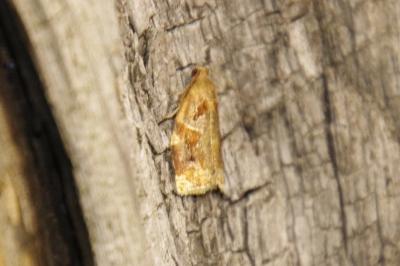 Archips xylosteana