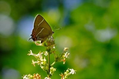 Thécla de l'Orme  (<i>Satyrium w-album</i>)