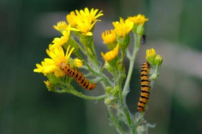 Tyria jacobaeae