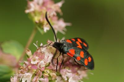 Zygène de l’Hippocrépide  (<i>Zygaena transalpina hippocrepidis</i>)