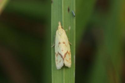 <i>Agapeta hamana</i>