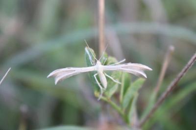 <i>Merrifieldia baliodactyla</i>
