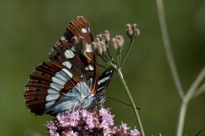 Limenitis reducta