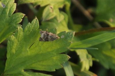 <i>Celypha lacunana</i>