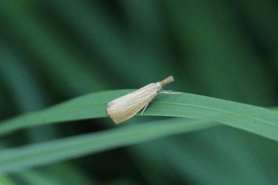 <i>Agriphila straminella</i>