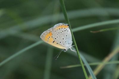 Cuivré des marais  (<i>Lycaena dispar</i>)