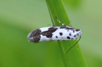 <i>Ethmia quadrillella</i>