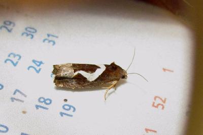<i>Epiblema foenella</i>
