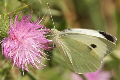 Pieris brassicae