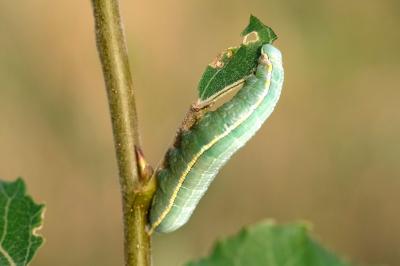 Pterostoma palpina