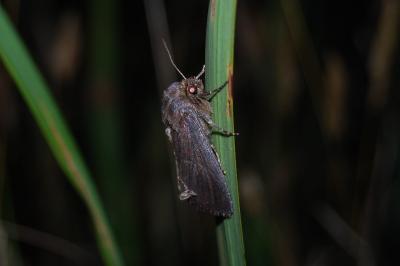 Nonagrie de la Massette  (<i>Nonagria typhae</i>)