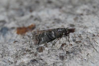 <i>Acrobasis obtusella</i>