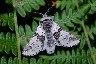 Harpye bicuspide  (<i>Furcula bicuspis</i>)