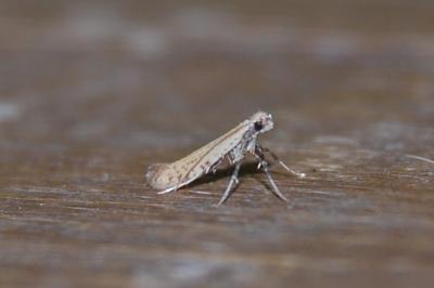 <i>Aspilapteryx limosella</i>