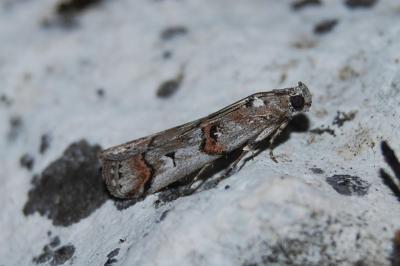 Pempelia palumbella