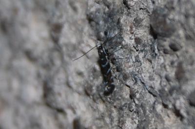 Parectopa ononidis