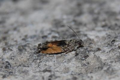 <i>Epinotia nisella</i>