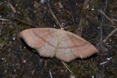 Cyclophora linearia