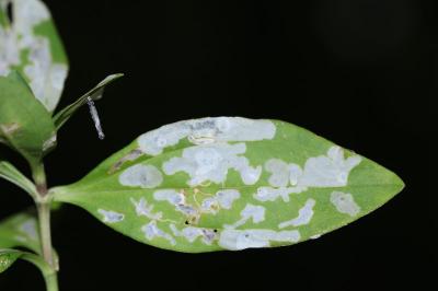 Coleophora saponariella