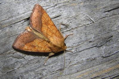 Chrysographe 