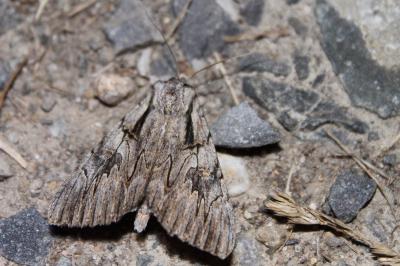 Catocala optata