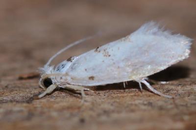 <i>Niphonympha dealbatella</i>