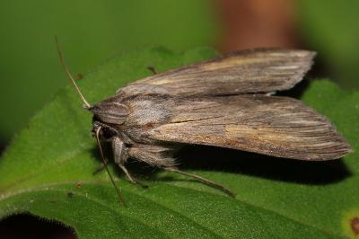 Cucullia umbratica