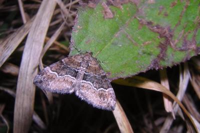 Perizoma bifaciata