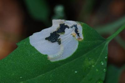 <i>Chrysoesthia sexguttella</i>