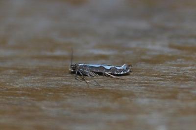 <i>Dialectica scalariella</i>