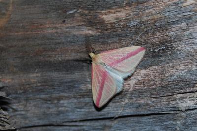Rhodometra sacraria