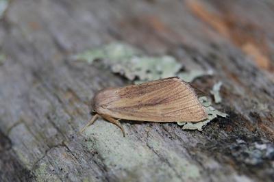 Noctuelle de la Brouille 